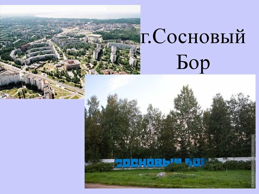 Сосновый Бор город. Проект мой город Сосновый Бор. Сосновый Бор с названием. Сосновый Бор презентация. Почему бор назвали бор