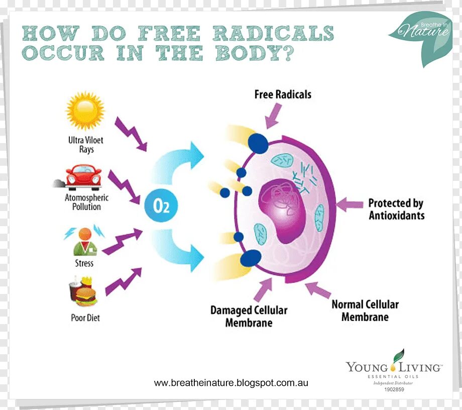 Antioxidant journal