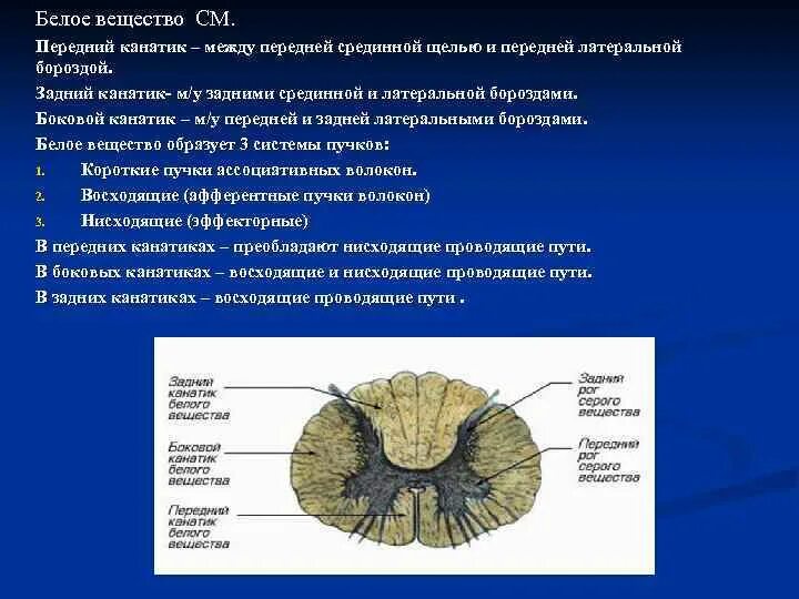 Передний канатик белого вещества. Передняя срединная щель спинного мозга. Боковой канатик белого вещества. Задние и боковые канатики белого вещества.