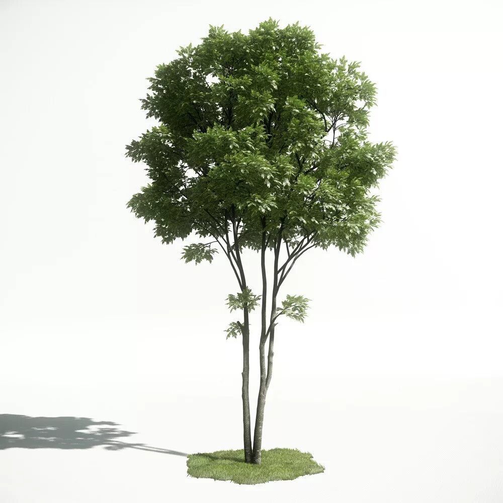 Деревья 7 м. Evermotion кусты. Evermotion archmodels Tree. Archmodels лес. Archmodels деревья.