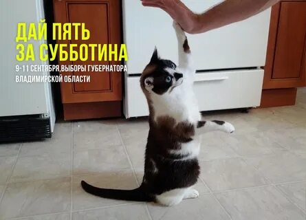 Кот дай лапу