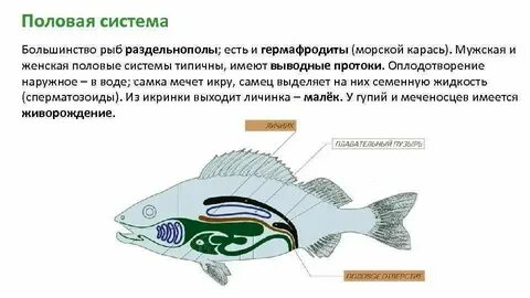 Оплодотворение костных