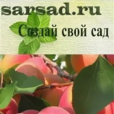 Сарсад голубевых. Голубев питомник саратов. частный селекционный питомник саженцев голубевых. сарсад частный питомник. питомник саженцев в саратове голубевых частный.