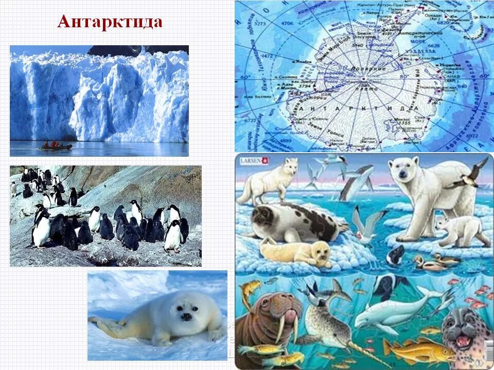 2 антарктическая. Континент Антарктида для детей. Материк Антарктида с животными для детей. Антарктида материк для детей. Животный мир Антарктиды карта.