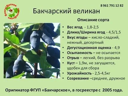 Жимолость великан опылители