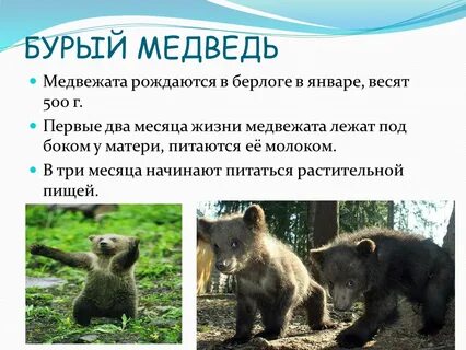 Я медведь длительность