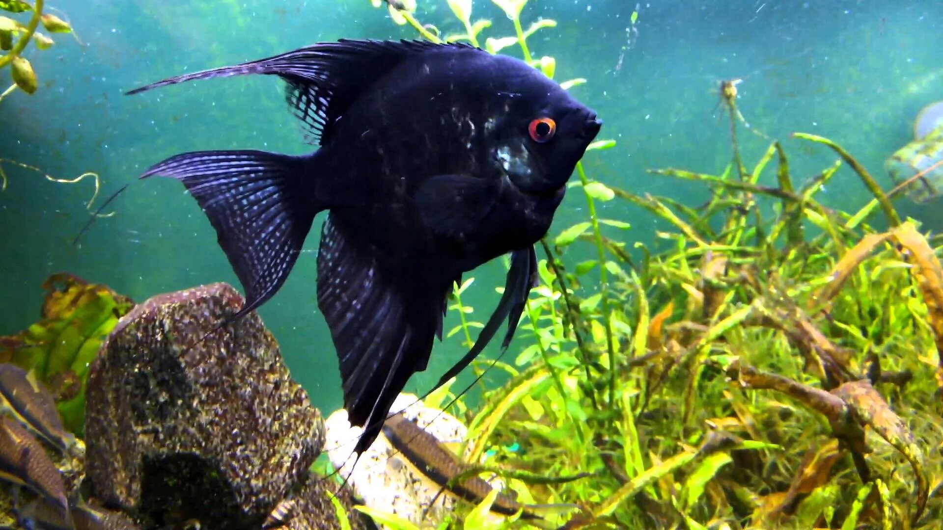 Черная рыба жив. Скалярия. Рыбка Скалярия. Скалярис рыбка аквариумная. Скалярии аквариумные рыбки.