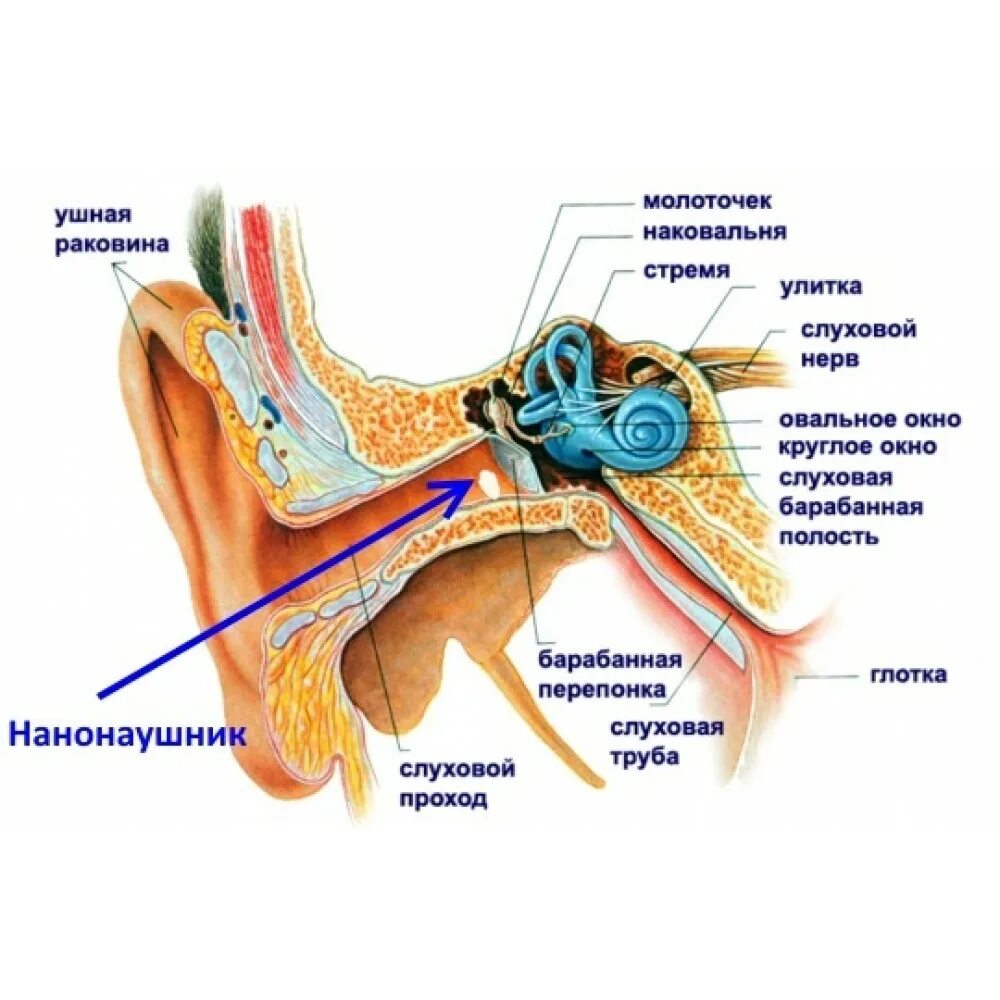 Слуховые пороги. Орган слуха анатомия уха строение. К органу слуха относится часть внутреннего уха. Строение органа слуха. Строение внутреннего уха орган слуха.