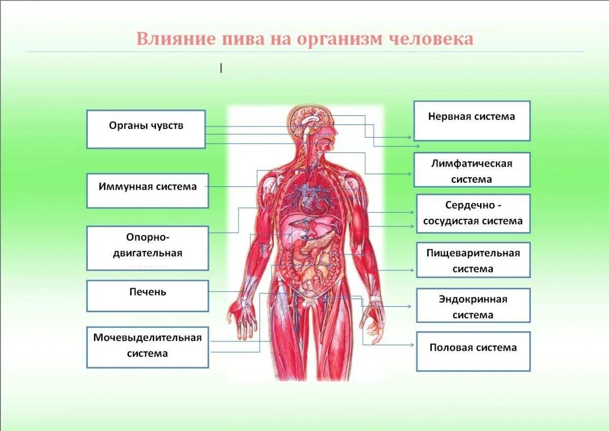 Их в организме человека. Организм человека. Влияние на организм человека. Влияние пафа на организм. Воздействие пива на организм.