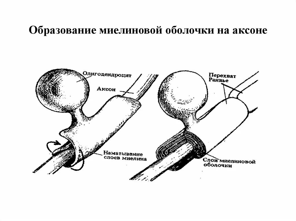 Функция миелиновой оболочки аксонов. Аксоны наличие миелиновой оболочки. формирование миелиновой оболочки. миелиновая оболочка схема. олигодендроциты формирование миелиновой оболочки аксона.