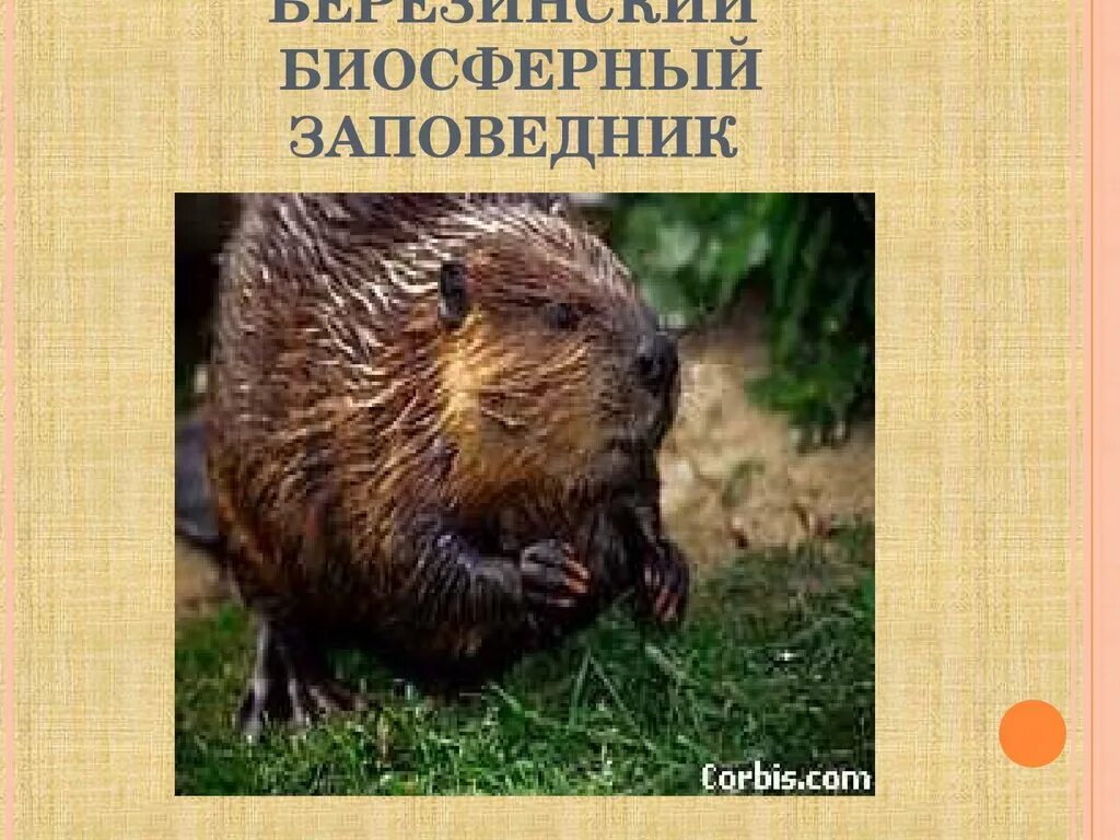 Березинский биосферный заповедник п 6 букв название. Березинский биосферный заповедник презентация. заповедники рб презентация. березинский заповедник беларусь презентация. животный мир беларуси презентация.