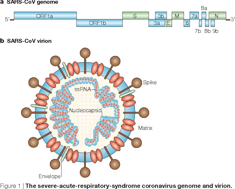 Геном коронавируса SARS-cov-2. Строение генома коронавируса. Структура генома коронавируса. Структура вируса SARS cov. Новый коронавирус sars cov