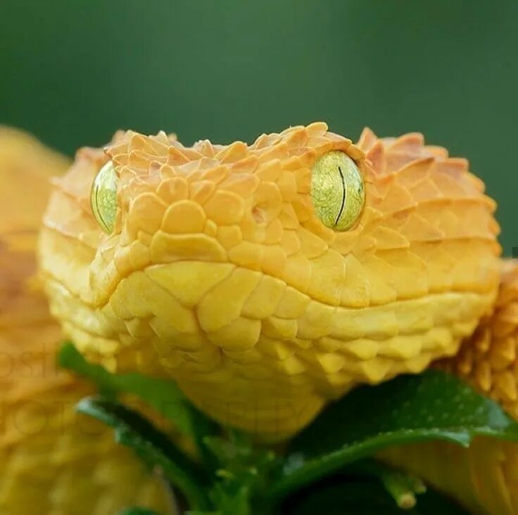 Albino Green Keelback