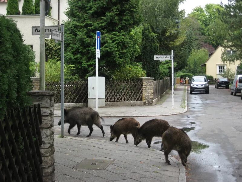 кабаны в израиле. дикие кабаны в хайфе. кабаны в городе. хайфа израиль кабаны. кабаны в городе.