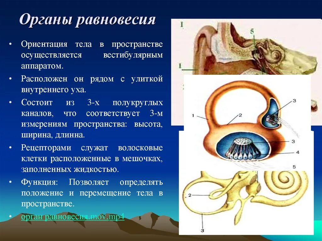 Вестибулярный аппарат отолитовый аппарат. Вестибулярный аппарат внутреннего уха строение. Рецепторы вестибулярного анализатора. Вестибулярный аппарат орган чувств. Улитка является органом