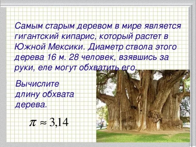 Диаметр дерева. Диаметр ствола дерева. Определить Возраст дерева по диаметру ствола. Диаметр дерева в см. Группы возраста деревьев