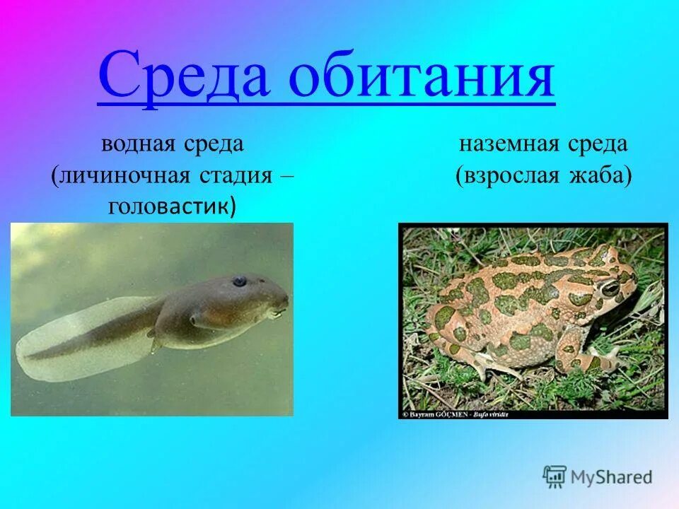 Среда обитания жабы. Лягушка обыкновенная прудовая. Срелаобитания лягушки. Среда обитания жабы. Сеголетки озерных лягушек.