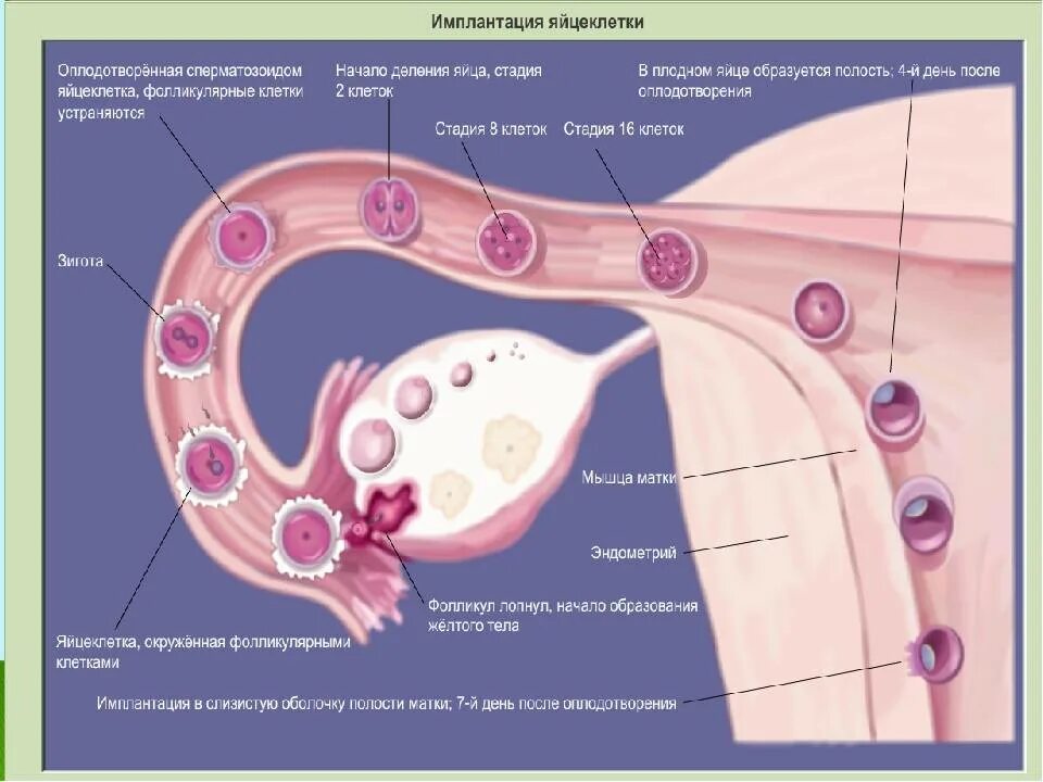 Прикрепление после овуляции. Яйцеклетка движется по маточной трубе. Путь сперматозоида по матке. Оплодотворение яйцеклетки в матке. Процесс овуляции и оплодотворение.