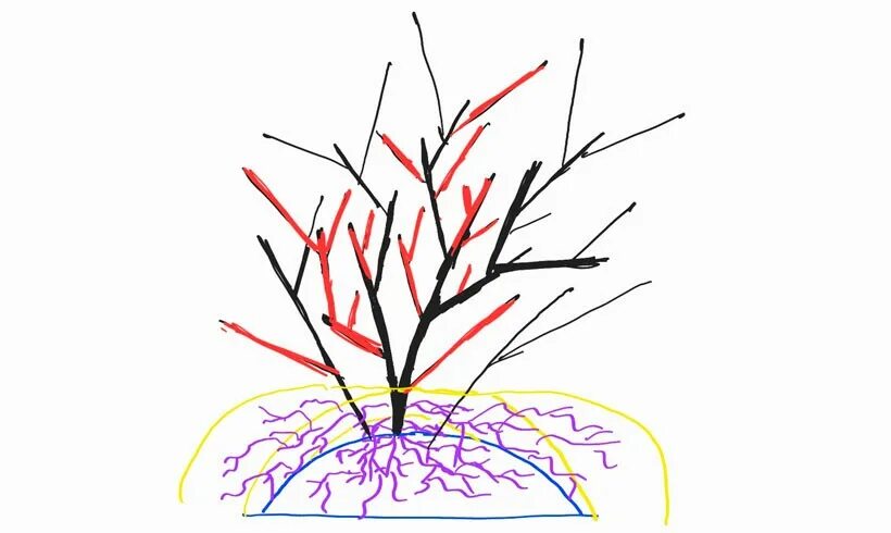 Схема обрезки голубики. Правильная обрезка голубики. Обрезка голубики осенью для начинающих. Обрезка голубики осенью для начинающих в картинках пошагово.