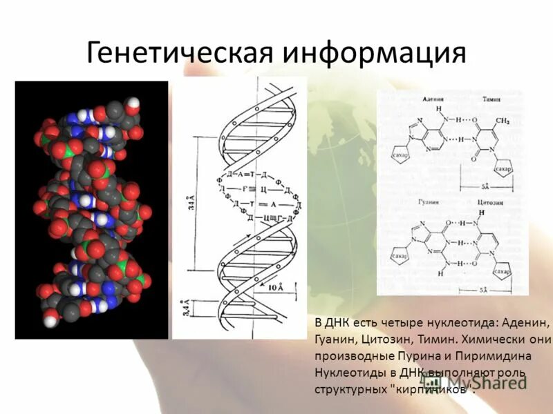 Наследственная информация представлена. Генетическая информация. Генетическая информация информация. Генетическая информация ДНК. Генетическая информация это кратко.