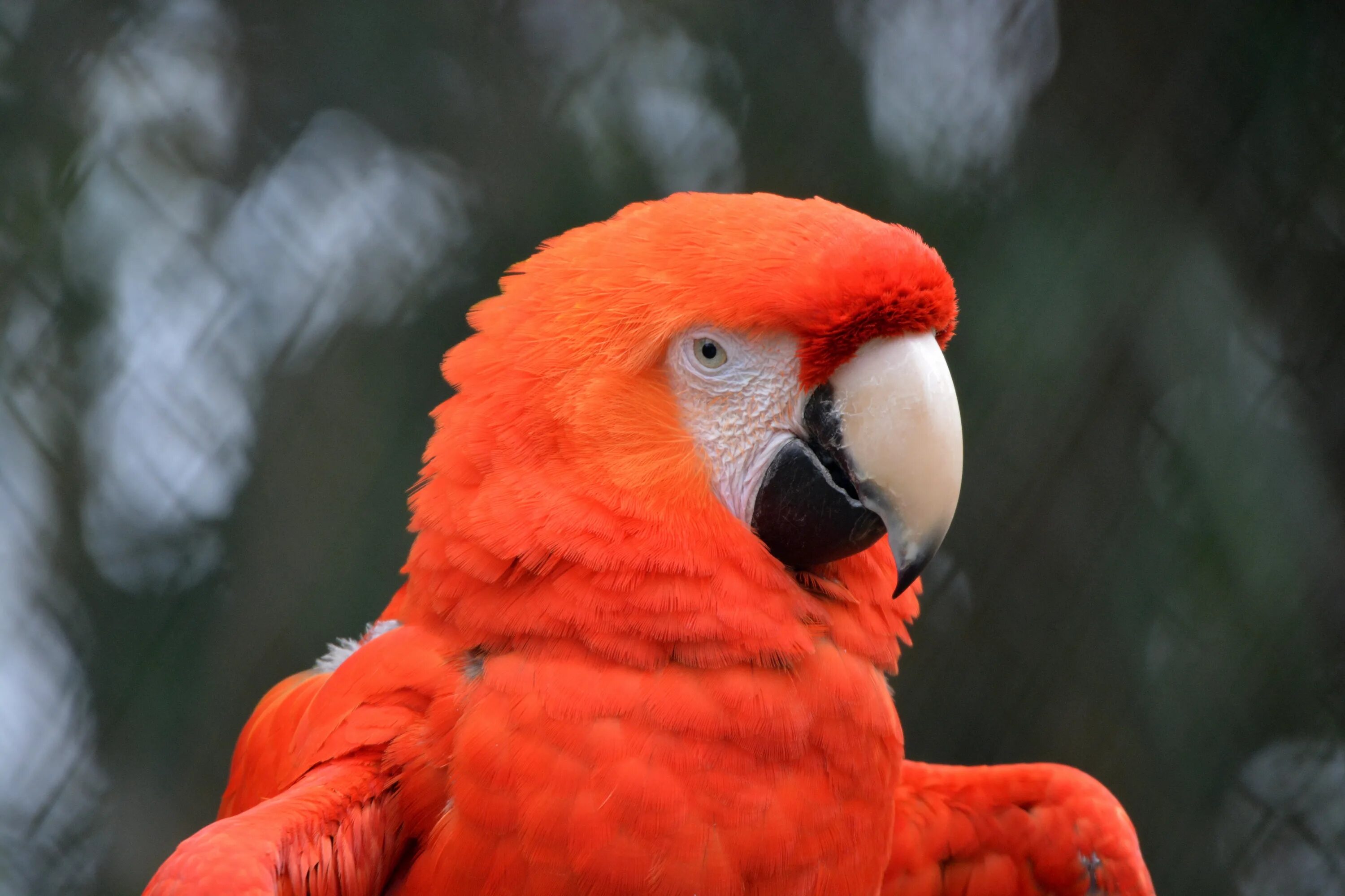 Какаду оранжевый. Попугай ара оранжевый. Попугай Какаду оранжевый. Попугай Какаду розовый. Красное животное.