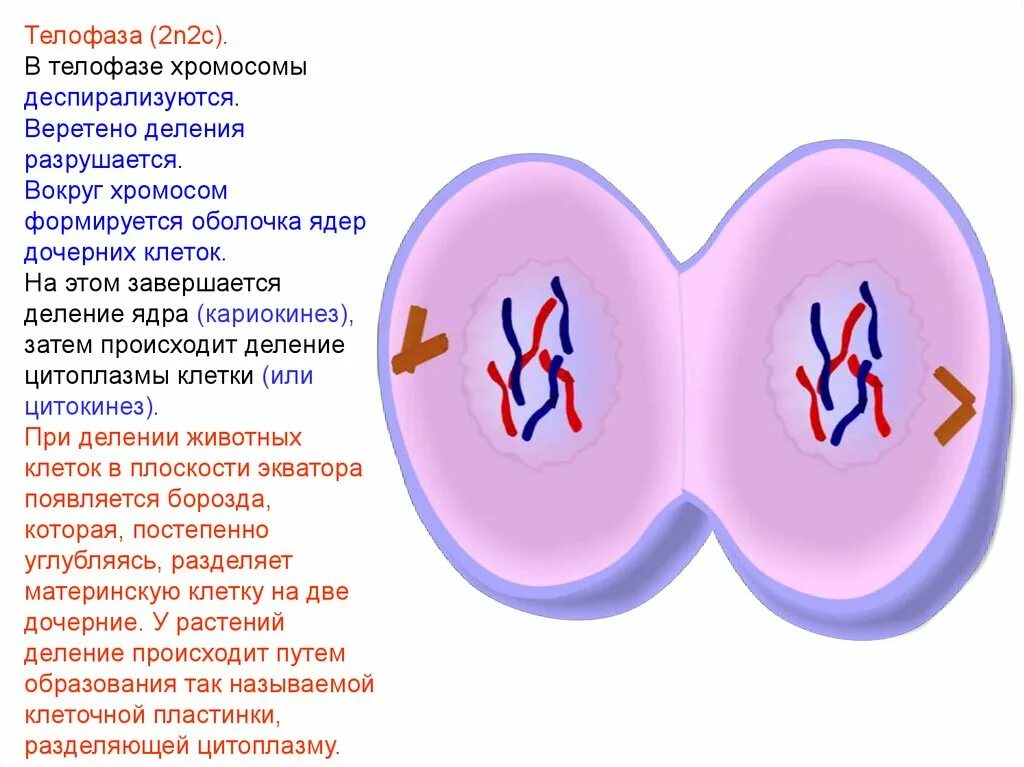 N2 c