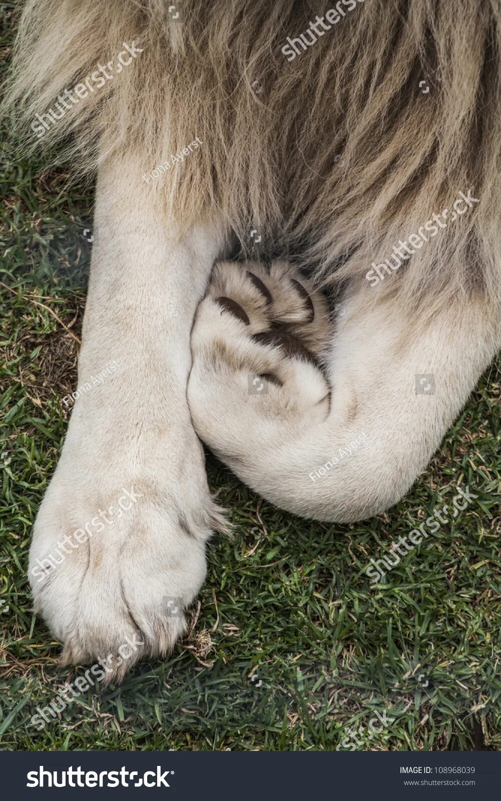 Lion paws stock image. Image of lions, mammals, dirt - 47608609