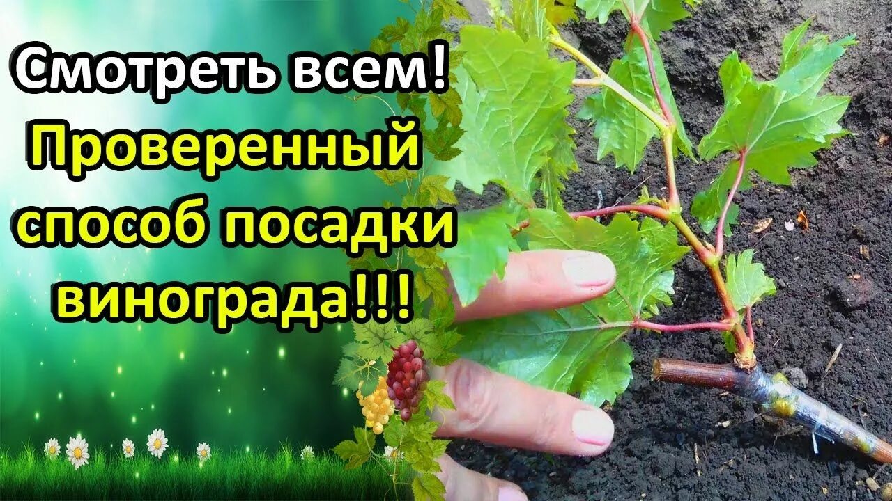 Когда лучше сажать виноград. Как правильно посадить виноград. Как правильно посадить виноград весной. Как сажать виноград весной. Как садить виноград.