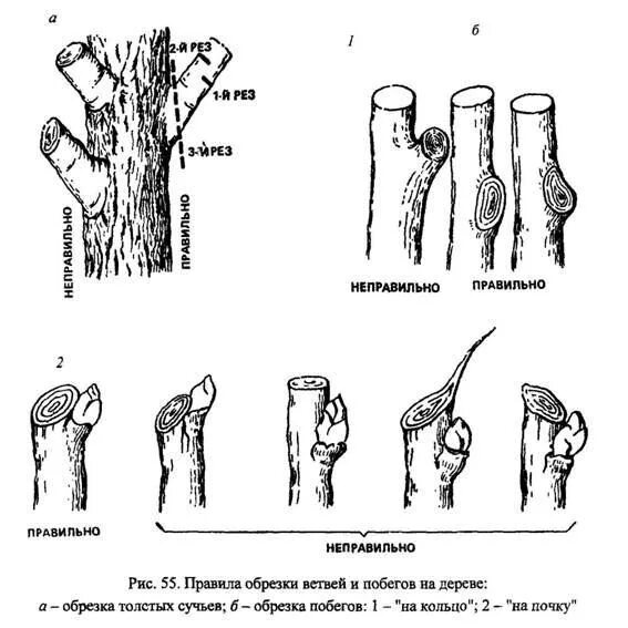 Правильный срез при обрезке деревьев. Срез веток плодовых деревьев. Замазка срезов плодовых деревьев. Обрезка на кольцо плодовых деревьев.