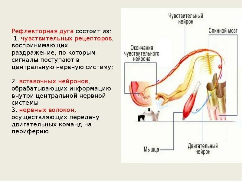 Рефлекторная дуга состоит из. Части дуги рефлекса. Рефлекторные дуги с раздражением. Рефлекторная дуга ЦНС.