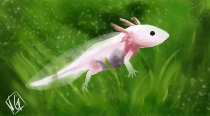 Missing Parts? Salamander Regeneration Secret Revealed Salamander, Regeneration,