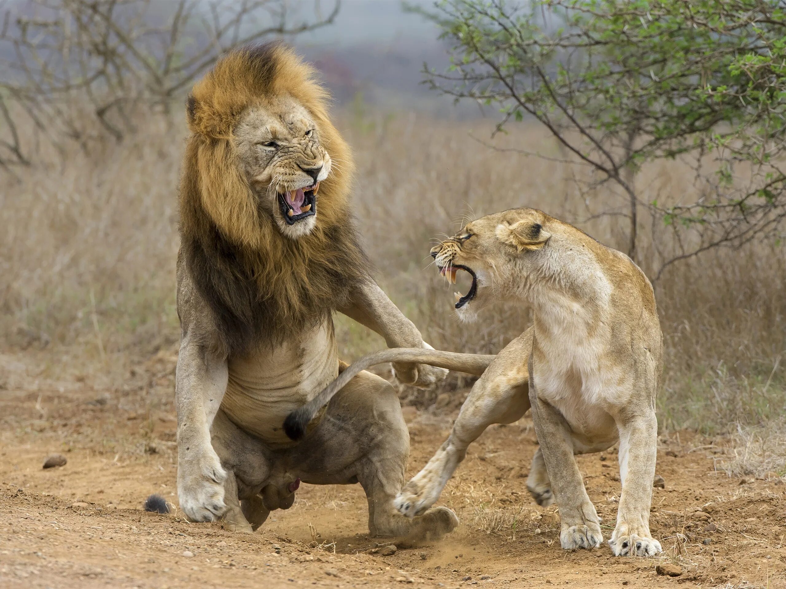 Лев атакует. Лев и львица. Лев. Львицы дерутся. Бои животных.