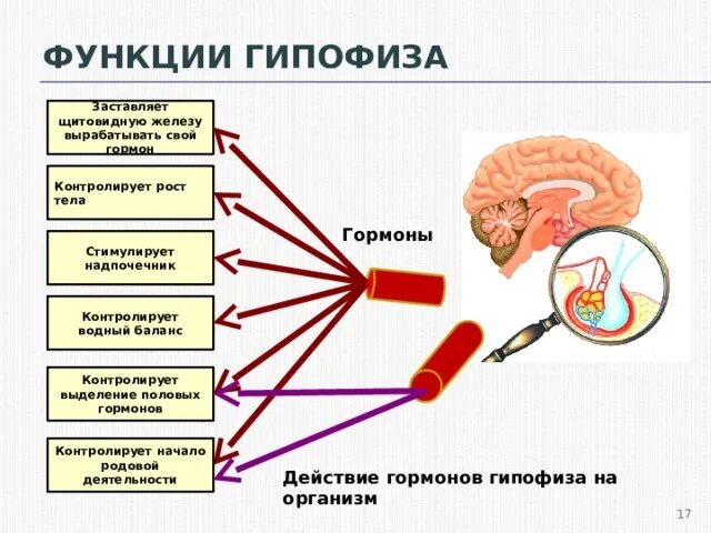 Какой гормон вырабатывает рост. Гипофиз вырабатывает гормоны. Гипофиз вырабатывает половые гормоны. Гипофиз гормон роста. Гипофиз функции.