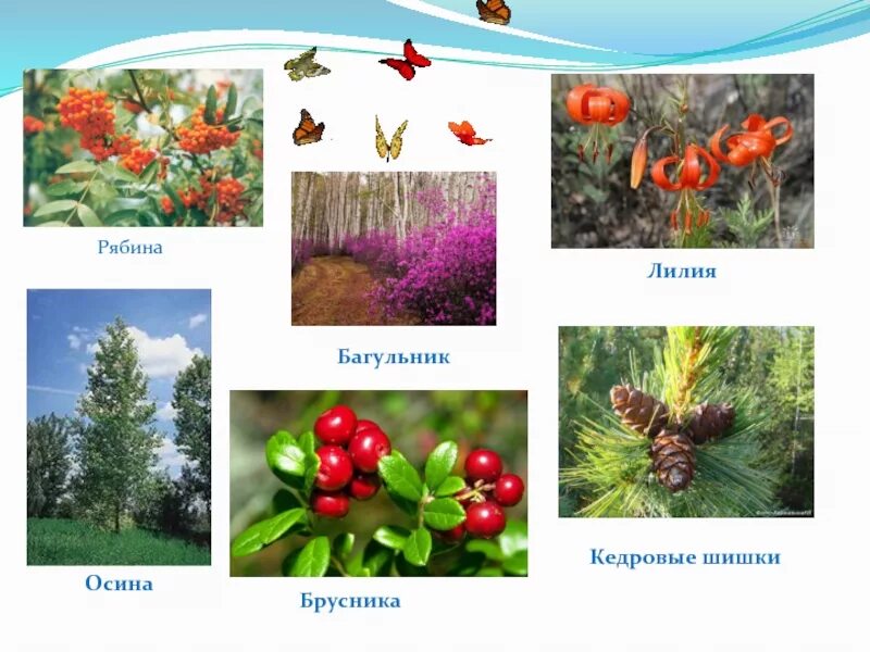 Проект разнообразие природы красноярского края 3 класс Описание природы края