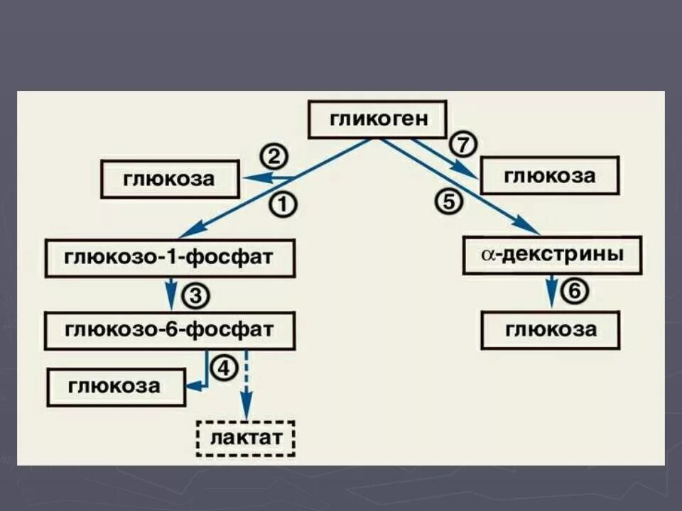 Распад гликогена. Гликогенолиз биохимия схема. Распад гликогена (гликогенолиз). Гликогенолиз схема. Распад гликогена биохимия схема.