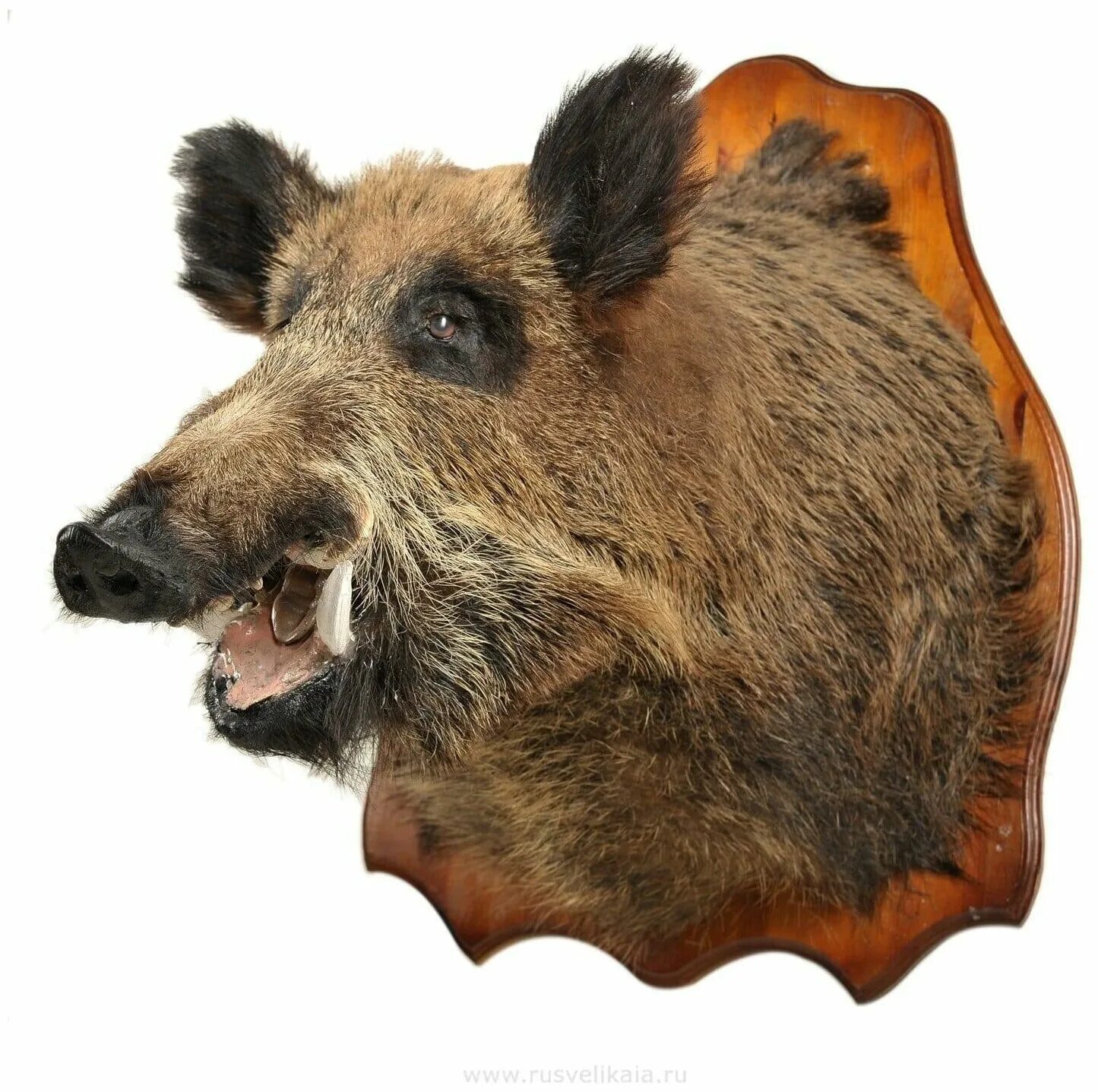 Голова кабана. Чучело головы кабана. Чучело кабаньей головы. Чучело головы кабана. Голова кабана таксидермия.