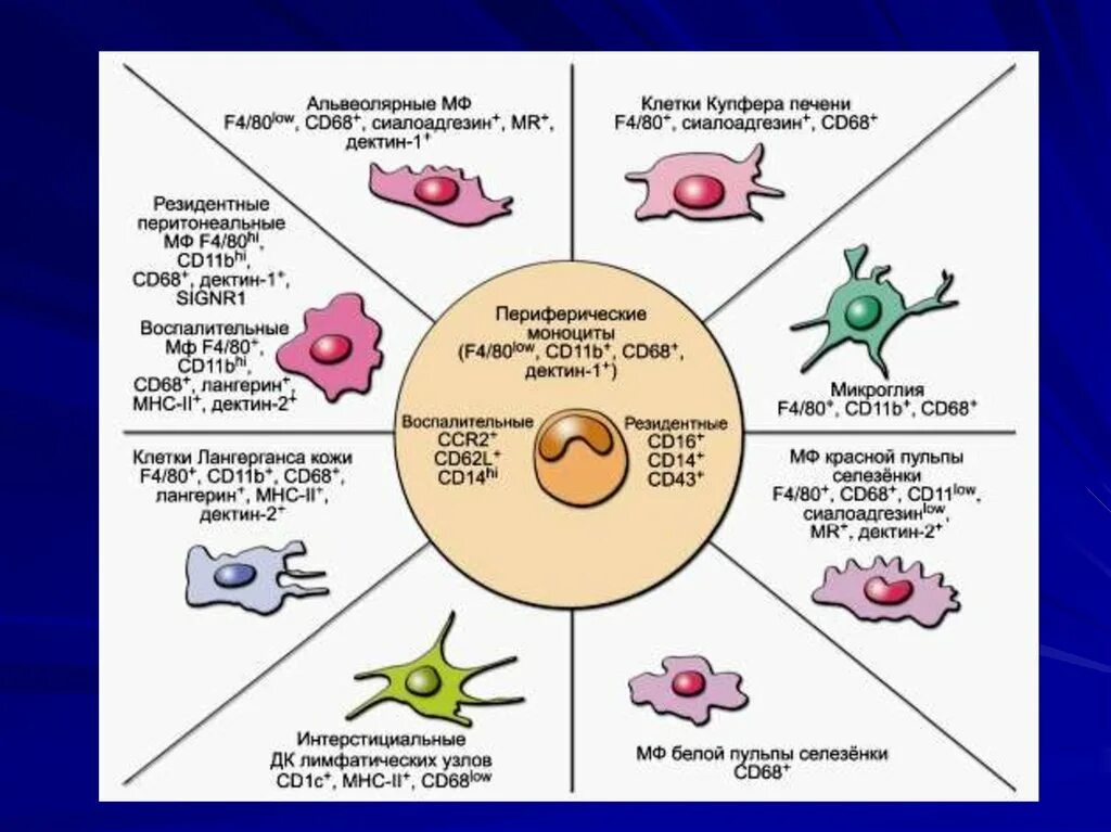 Макрофаги механизмы. Клетки Купфера в печени. Гетерогенность клеток опухоли. Клетки Купфера иммунология. Внутриопухолевая гетерогенность.