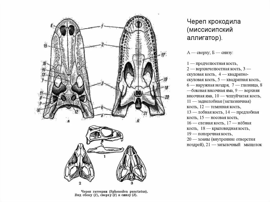 Череп ящерицы вид сбоку сверху и снизу. Череп варана строение. Череп крокодила строение. Череп варана сбоку и снизу.