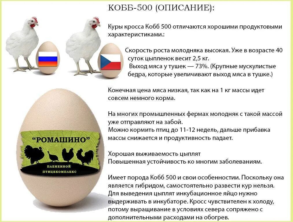 Бройлер кобб 700 характеристика. Бройлер Кобб 500. Бройлер Кобб 500 яйцо. Кросс кур Кобб 500. Инкубационное яйцо Росс 308.