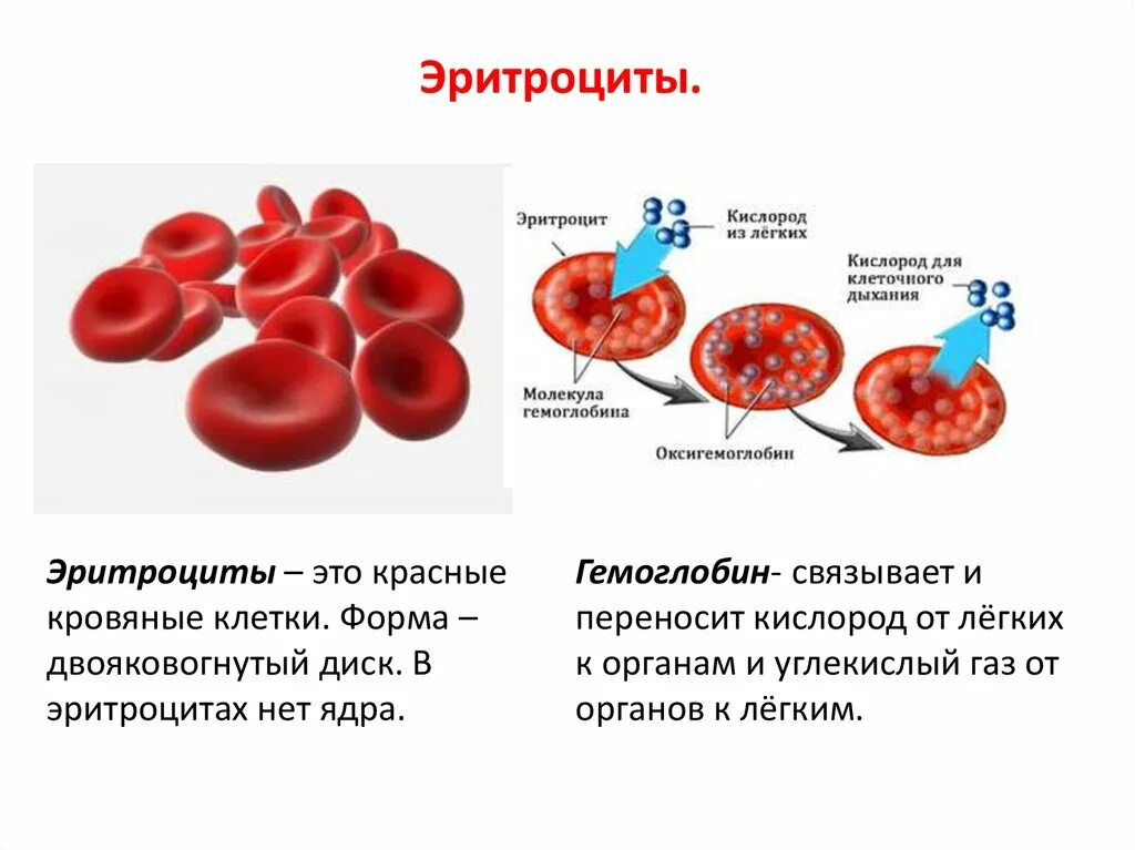 Эритроциты что это значит у женщин. Состав и строение эритроцитов. Эритроциты схема. Эритроциты. Роль гемоглобина.. Эритроциты состоят.