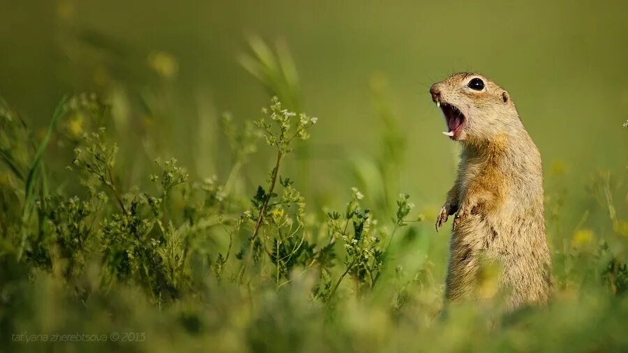 Бодрый суслик. Суслики. Суслик фото. Животные поля. Малый суслик.