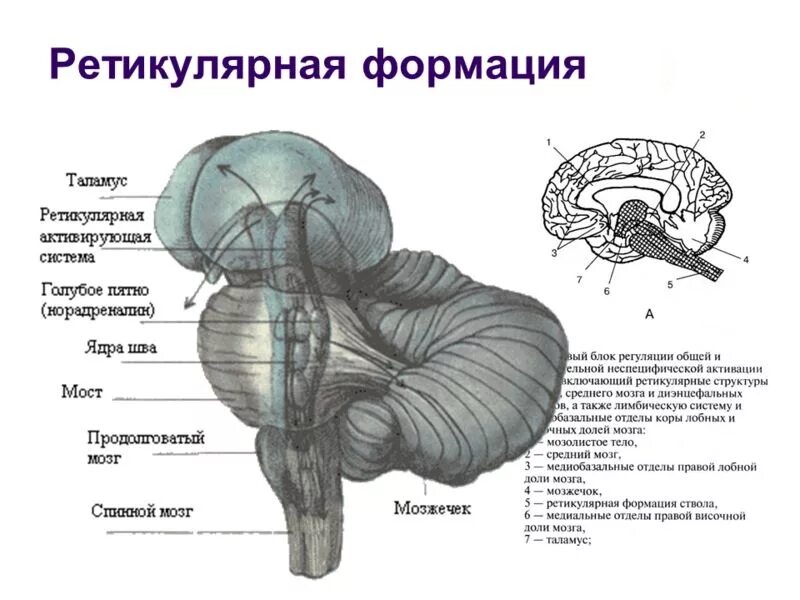 Ретикулярная формация ствола головного мозга. Ядра ретикулярной формации среднего мозга. Ядра ретикулярной формации среднего мозга функции. Ядра ретикулярной формации схема.