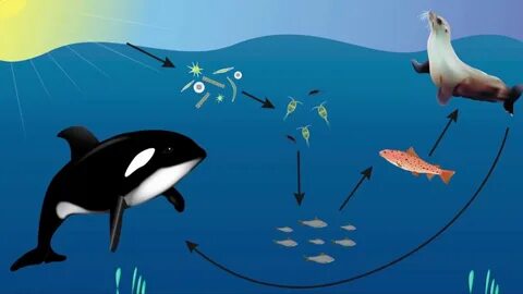 Водные экосистемы и их обитатели