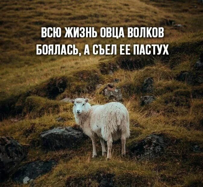 Волки и овцы цитаты. Волки и овцы цитаты. Пословицы про волка. Овцы всегда боялись волков. Пословица про баранов и пастуха.