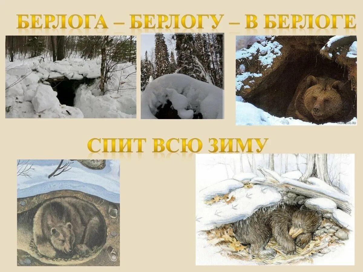 Как выглядит Берлога медведя. Медведь готовится к зиме. Медведь зимой в берлоге. Подготовка зверей к зиме.