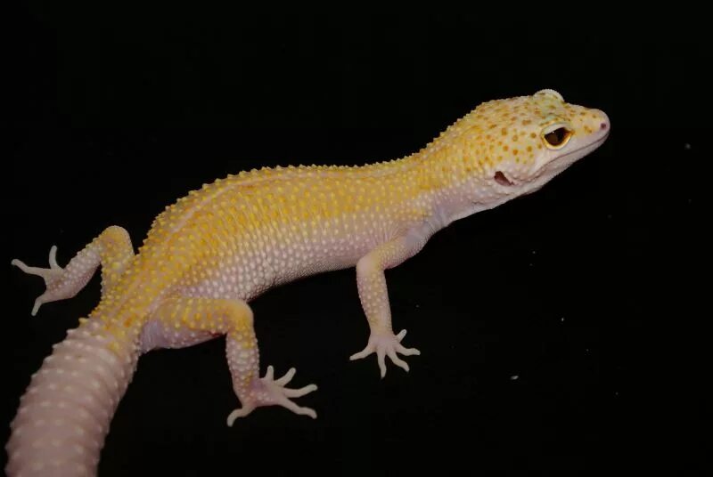 Nova морфа эублефара. Геккон эублефар. Пятнистый эублефар морфы. Эублефар морфы super raptor. Пятнистый эублефар.