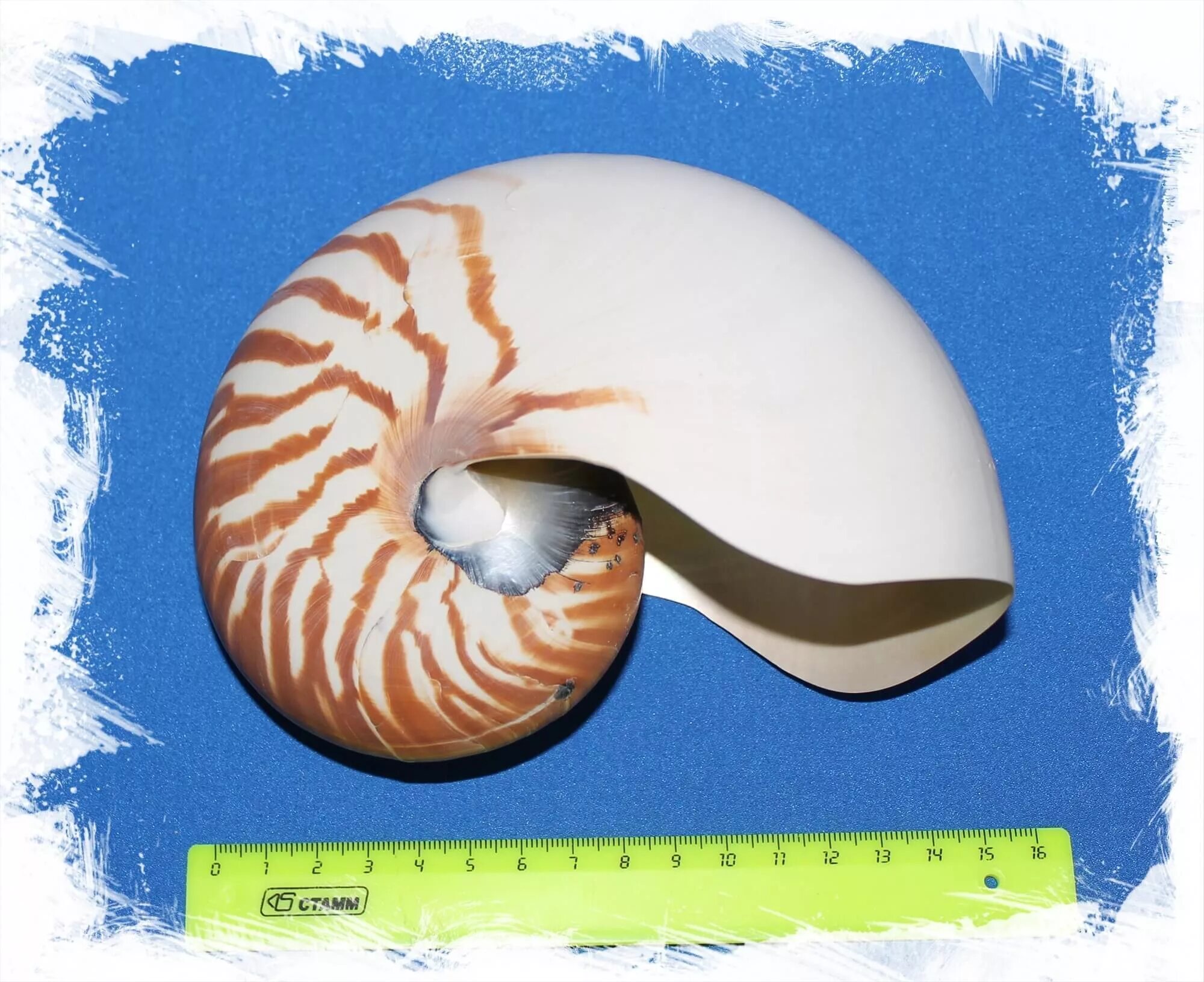 Гигантский наутилус. Головоногие моллюски наутилус. Наутилус помпилиус моллюск раковина. Наутилус помпилиус моллюск раковина. Обыкновенный наутилус.