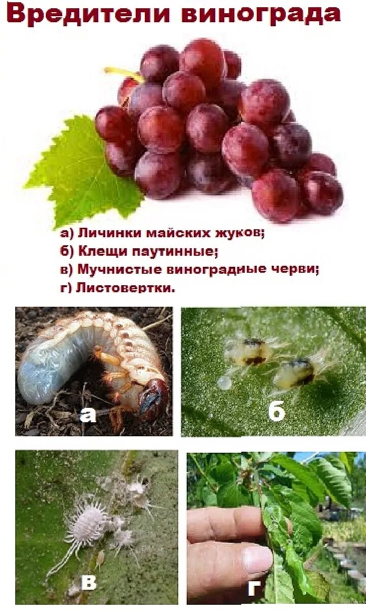 Схема обработки винограда весной. Вредители винограда. Филлоксера виноградная (виноградная тля). Винограда милдью антракноз. Болезни винограда на листьях описание с фотографиями.