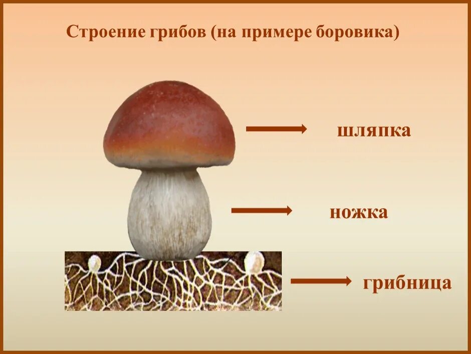 Схема строения шляпочного гриба. Гриб строение грибница шляпка ножка. Схема строения белого грибалка. Грибы Шляпочные Боровик.