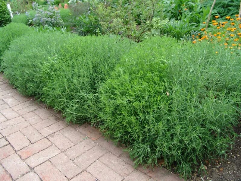 кусты полыни. полынь абротан божье дерево. полынь древовидная артемизия. полынь божье дерево. "божье дерево".